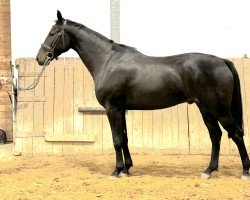 horse Henry 503 (German Sport Horse, 2020)