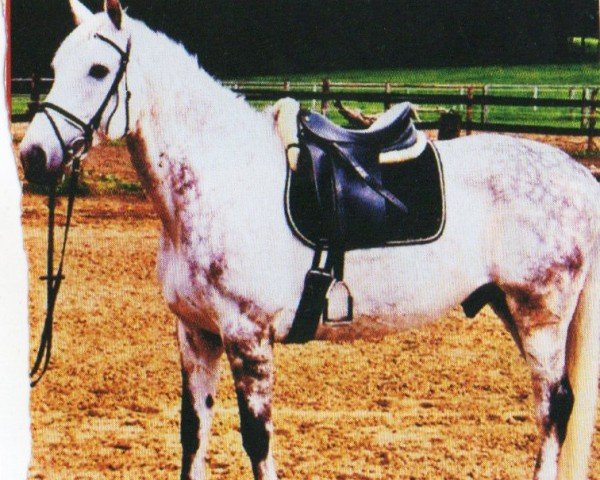 dressage horse Eusebius (Oldenburg, 1994, from Ex Libris)