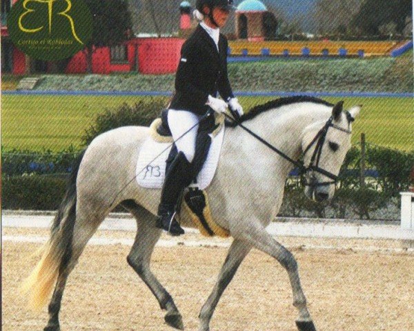 horse Altea (Pura Raza Espanola (PRE), 2008, from Jeque Xxvii)