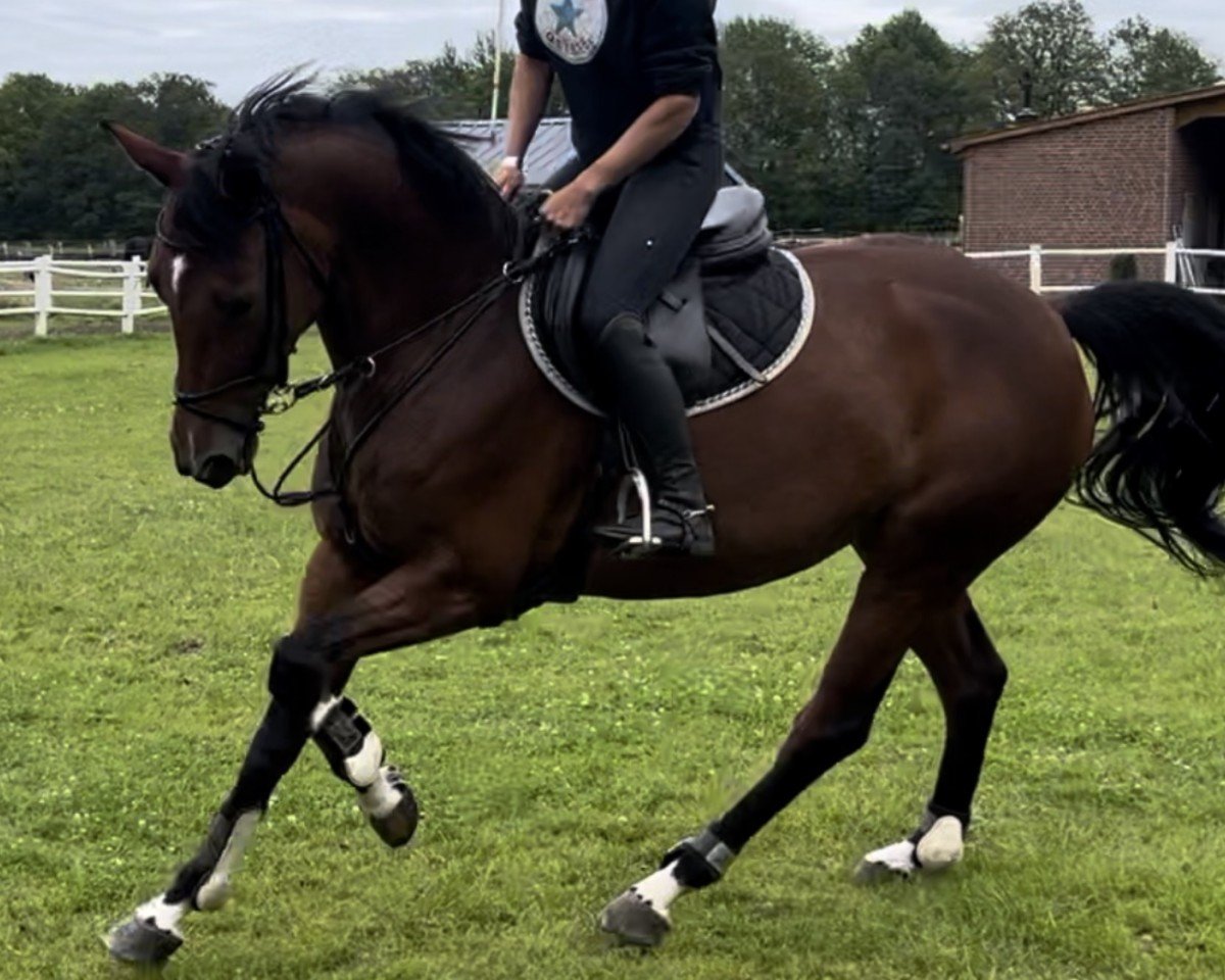 jumper Josie R (Holsteiner, 2016, from Brantzau)