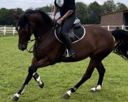 Springpferd Josie R (Holsteiner, 2016, von Brantzau)