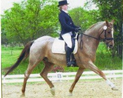 dressage horse Montypaiten (German Riding Pony, 1993, from Malteser)