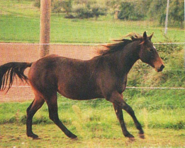 horse Sugar Chic (Quarter Horse, 1994, from Dandy Texas Remedy)