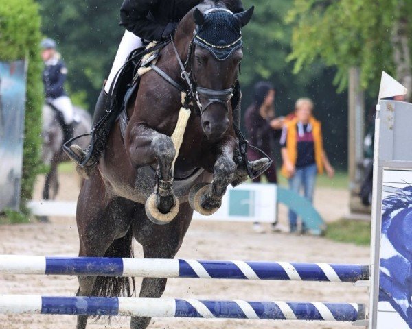 broodmare Grace US (German Sport Horse, 2020, from Colcannon)