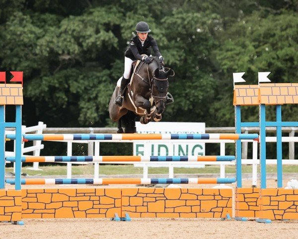 jumper Tilouis van Duyversputten Z (Zangersheide riding horse, 2016, from Toulon)