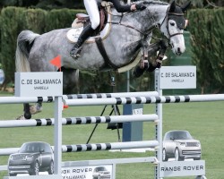 Cavallo da salto California Z (Zangersheide Reitpferd, 2017)
