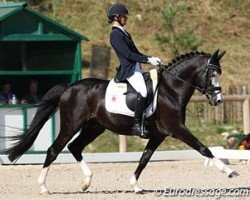 dressage horse Domino (German Riding Pony, 1999, from Domingo)