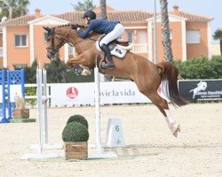 jumper Corticchiato Pommex Z (Zangersheide riding horse, 2019, from Comilfo Plus Z)