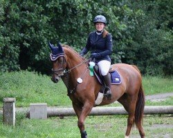 jumper La Belle Amie (Oldenburg show jumper, 2020, from Liandero)