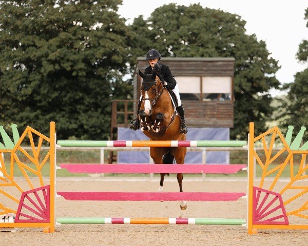 Springpferd Happy-Fomia (KWPN (Niederländisches Warmblut), 2012, von Spartacus TN)