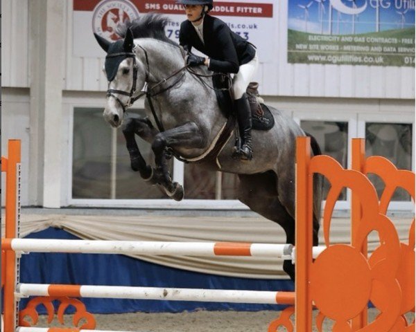 jumper Uzaravanta Z (Zangersheide riding horse, 2017, from Untouchable)