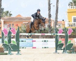 jumper Qatar van de Achterhoek (Belgian Warmblood, 2016, from Best Man Z)