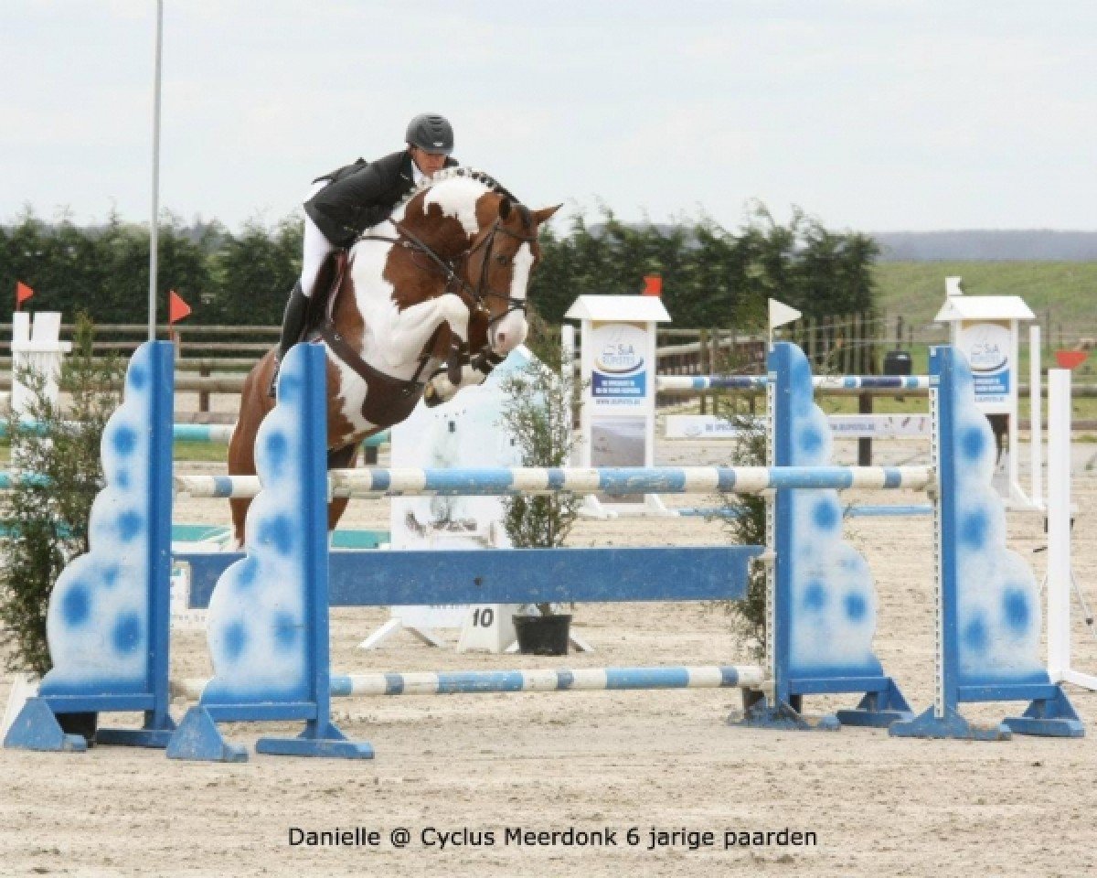 stallion Best Man Z (Zangersheide riding horse, 2006, from Bentley van de Heffinck)