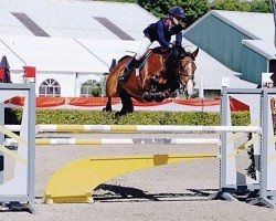 jumper Valerie B (KWPN (Royal Dutch Sporthorse), 2002, from Hold Up Premier)