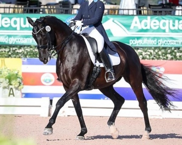 dressage horse Red Snapper (Hanoverian, 2007, from Rotspon)