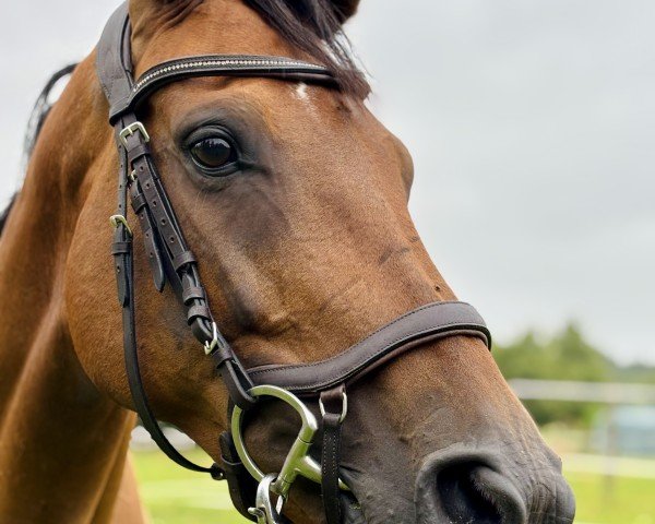 horse Chilly (Holsteiner, 2019, from Casall Ask)