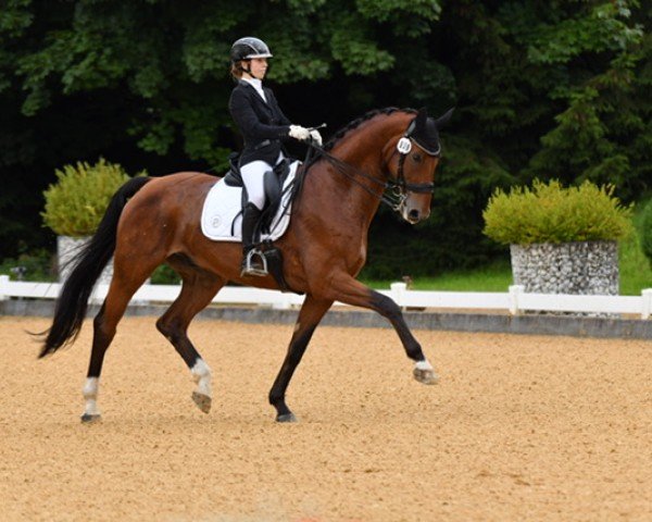 Dressurpferd Der Alf (Rheinländer, 2013, von Don Frederic 3)