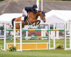 jumper Vinella (anglo european sporthorse, 2013)