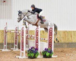 Cavallo da salto No Fear van Jonckhoeve (Cavallo a sangue caldo belga, 2013, di Sandro Boy)