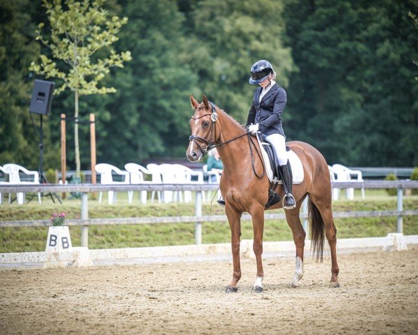 dressage horse Estelle 103 (Westphalian, 2019, from Erdinger)