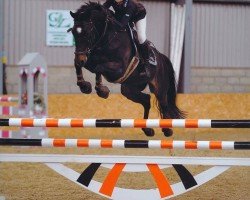 Cavallo da salto Dior (KWPN (Warmblood olandese), 2008, di Quasimodo Z)