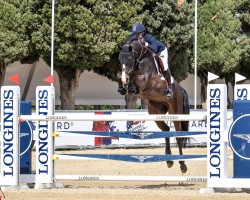 Cavallo da salto Obama C (Cavallo a sangue caldo belga, 2014, di Clarence C)