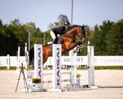 Caballo Nixon Comila (Westfaliano, 2021, de Nixon van 't Meulenhof)