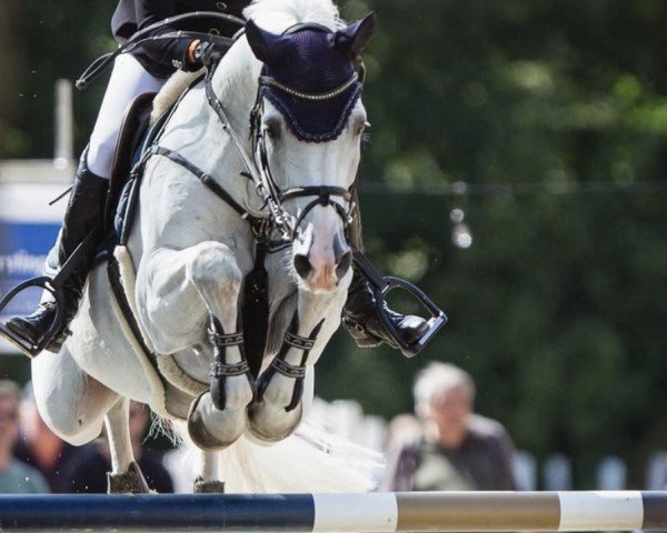 stallion Lord Pepper (Oldenburg, 2011, from Levisonn 208 FIN)