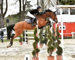 jumper Forlan D.f. (KWPN (Royal Dutch Sporthorse), 2010, from Bustique)