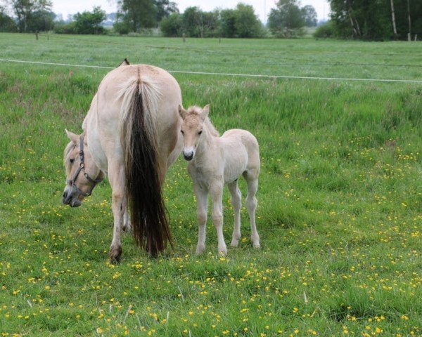horse Haroun (Fjord Horse, 2022, from Herko)