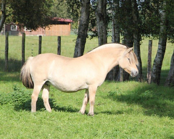 Zuchtstute Felia Strødam (Fjordpferd, 2001, von Højgaards Picasso)