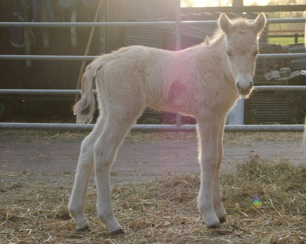 horse Fontana (Fjord Horse, 2020, from Cavall)