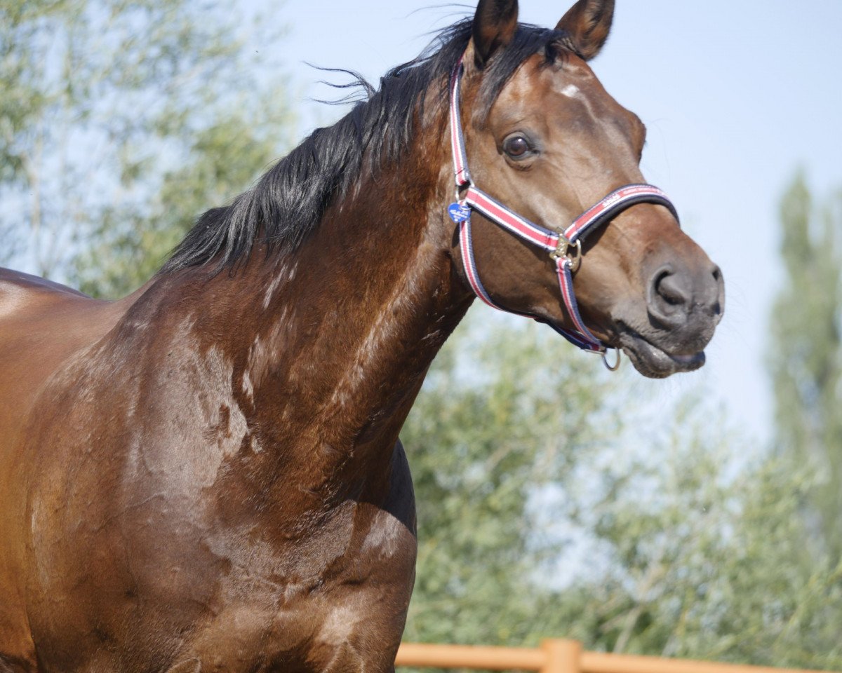Skokan Lesothos' Boy (Holštýnský kůň, 2004, od Lesotho)