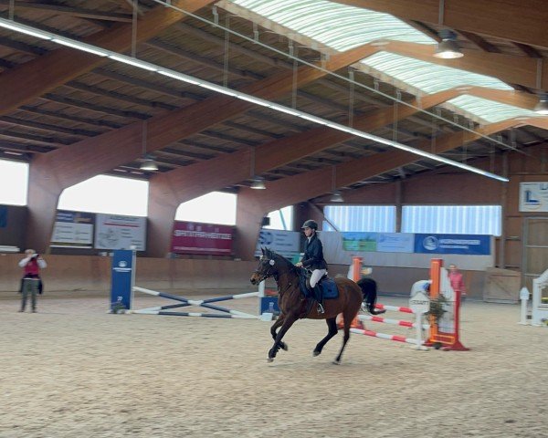 dressage horse Prinzess (German Riding Pony, 2010, from Night-Dream)