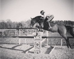 jumper Mara Lou 4 (Rhinelander, 2014, from Monti Obolensky)