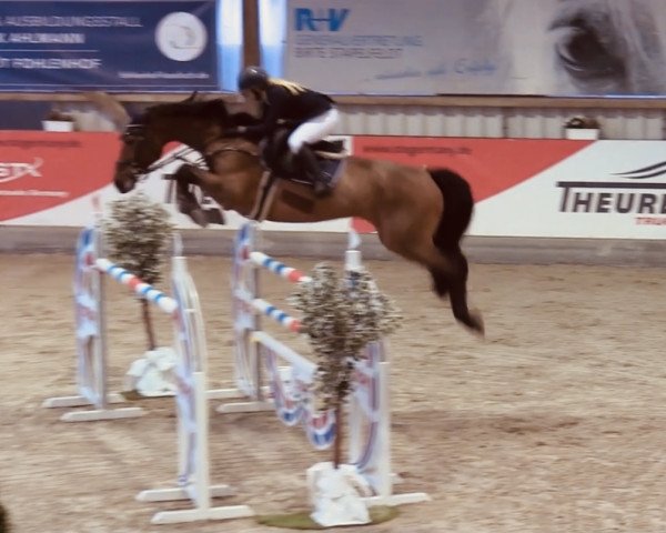 broodmare Can Do It (Oldenburg, 2011, from Cellestial)
