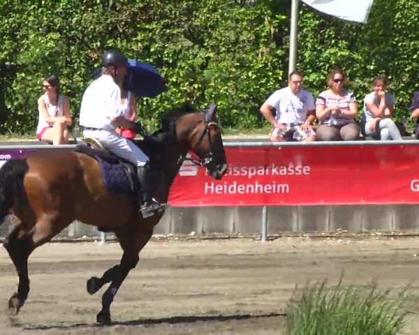 Großes Heidenheimer Reitturnier 2014