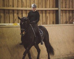 dressage horse Fleetwood (German Warmblood, 2010, from Flatrate)