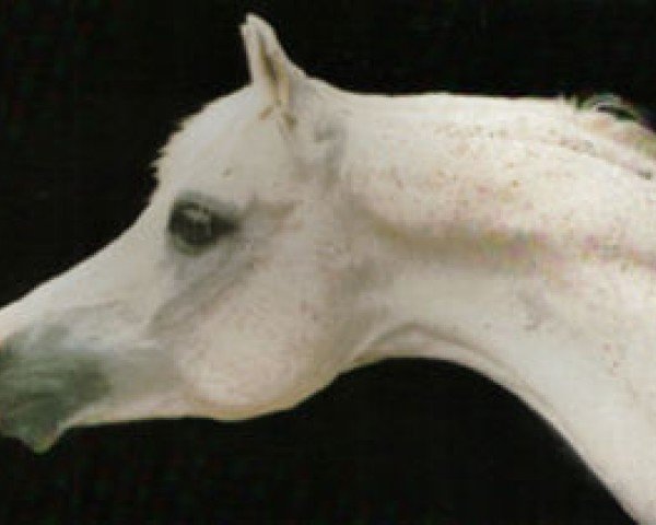 Stallone da monta Rostam ox (Puro sangue arabo, 1970, di White Lightning ox)