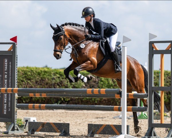 Caballo de salto Casanowa 2 (Poni de monta alemán, 2013, de Chantre B)