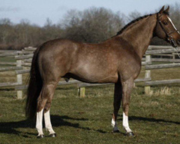 stallion Watch Me van 't Zorgvliet (Belgian Warmblood, 1999, from Heartbreaker)