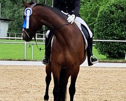 Cavallo da Dressage Just Awesome T. (Cavallo svedese a sangue caldo, 2016, di One too Many)