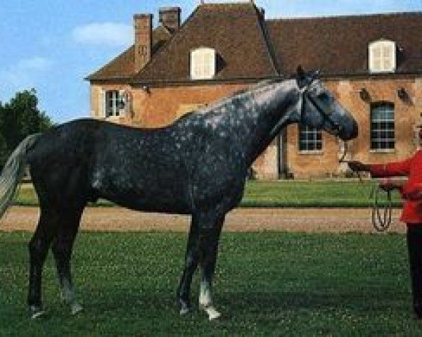 stallion Joly Jumper (Selle Français, 1975, from Ukase)