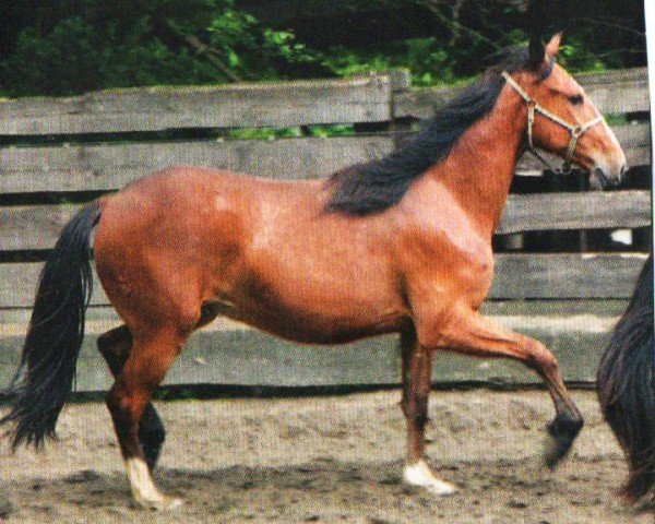 Pferd Diego (Paso Fino, 2008, von MOH Soberbio)