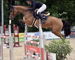 jumper Quantica 10 (German Sport Horse, 2018, from Quasimodo vd Molendreef)