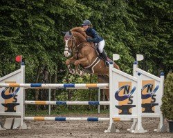 jumper Lucca (KWPN (Royal Dutch Sporthorse), 2016, from Cohinoor VDL)