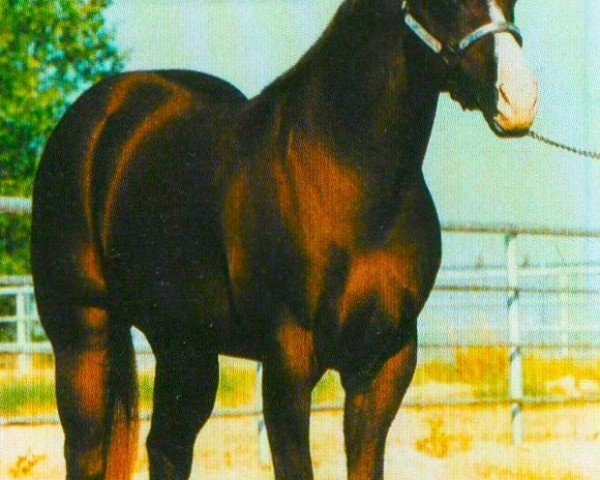 Stallion Zips Final Edit (Quarter Horse, 1986, from Zip to Impress)