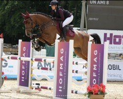 Cavallo da salto Un Ami 8 (Holsteiner, 2019, di United Way)