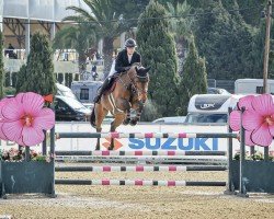 Cavallo da salto Carola 93 (Cavallo Sportivo Tedesco, 2014, di Conthargos)