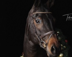 Caballo de salto Cracher 3 (Holsteiner, 2006, de Cristo)